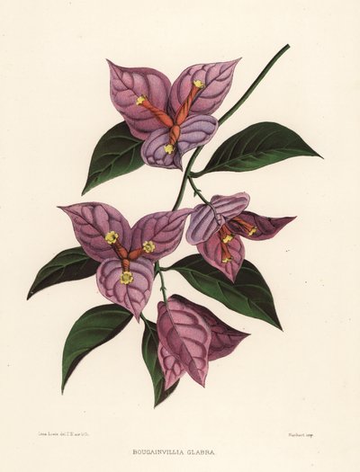 Kleine Bougainvillea oder Papierblume, Bougainvillea glabra von Unknown